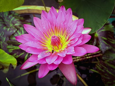 模糊背景上的粉红色莲花宏观粉色叶子热带植物学紫色百合植物植物群花园图片