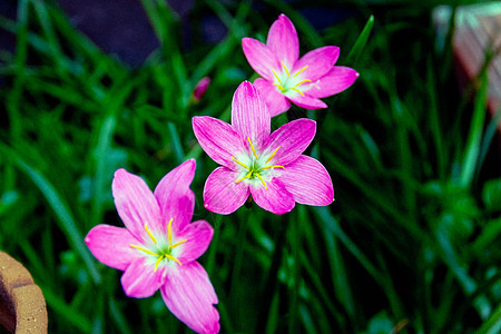 模糊背景上的紫花贴近美丽紫色绿色宏观叶子花园植物群植物粉色花朵图片
