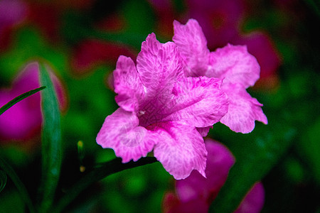 模糊背景上的紫花贴近花瓣花园花朵美丽绿色紫色植物群叶子粉色宏观图片