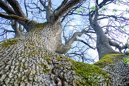 大橡树树干的详细细节树干农村栎木树木天空分支机构花园植物群叶子木头背景图片
