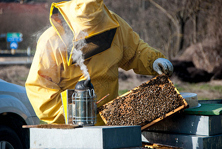 养蜜蜂的养蜂人花粉花蜜生物殖民地环境麻疹框架育雏果园动物图片
