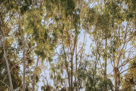 黎明时分 Eucalyptus绿林图片