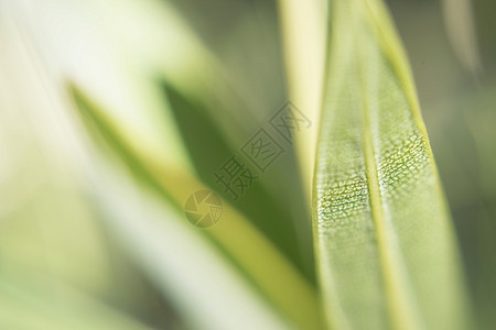 叶叶的绿色长细薄铸造纹理热带质地光线露天叶子植物晴天植物群条纹光影图片