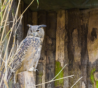 坐在树桩上的欧亚鹰鹰猫 是一只夜行的猎物鸟 它遍布整个欧亚图片