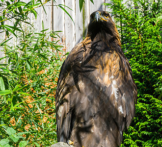 棕色大草原鹰在紧闭 一个来自欧洲的濒危大鸟图片