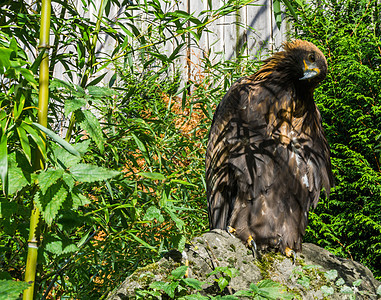 一只大而濒危的鸟 棕色草原鹰肖像图片