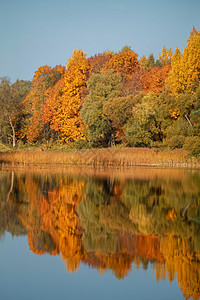 秋天的风景有丰富多彩的树木和河流中的反射涟漪花园环境旅游森林木头生态镜子池塘季节图片