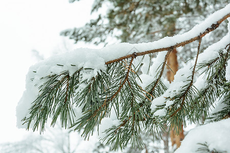 雪下树枝树林分支机构云杉森林阳光季节松树积雪树木天气图片