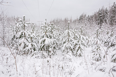 冬季森林 格罗夫 雪中的树天气季节树木树林松树分支机构积雪云杉图片
