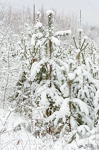 冬季森林 格罗夫 雪中的树树木天气树林松树云杉分支机构季节积雪图片