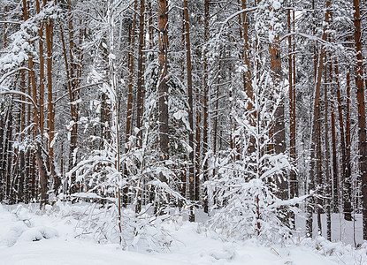冬季森林 格罗夫 雪中的树树林天气季节积雪分支机构松树云杉树木图片
