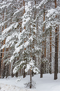 冬季森林 格罗夫 雪中的树树林分支机构树木云杉松树积雪天气季节图片