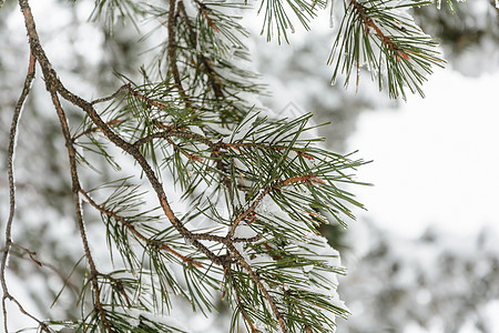 雪下树枝阳光积雪云杉树木分支机构天气树林松树森林季节图片