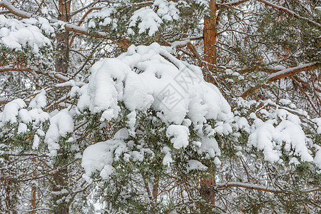 雪下树枝阳光天气积雪松树树木森林云杉季节树林分支机构图片
