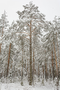 冬季森林 格罗夫 雪中的树树林松树树木季节天气阴天积雪云杉桦木分支机构图片