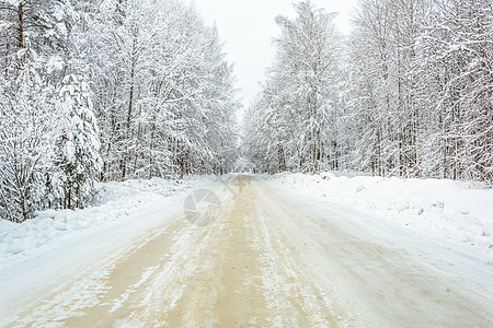 冬季道路 树木 雪日季节森林树林阳光天气积雪分支机构云杉松树图片