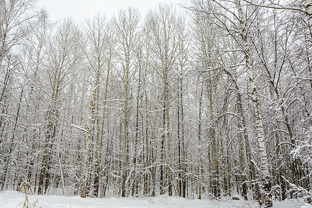 冬季森林 格罗夫 雪中的树分支机构云杉松树树林季节积雪阴天天气树木桦木图片