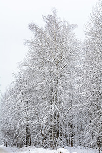 冬季森林 格罗夫 雪中的树阴天松树分支机构天气积雪季节树林树木云杉图片