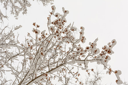 雪下的树枝 雪下的花籽分支机构季节阴天枫树树林树木积雪阳光森林种子图片