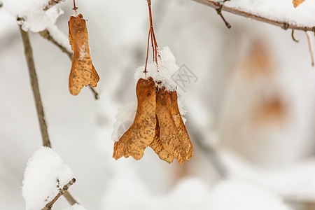 雪下的树枝 雪下的花籽季节树木树林天气种子积雪枫树分支机构森林图片