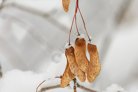 雪下的树枝 雪下的花籽树木积雪分支机构枫树天气树林季节森林种子图片