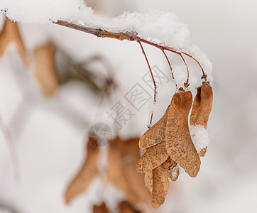 雪下的树枝 雪下的花籽树林森林天气分支机构枫树积雪季节种子树木图片
