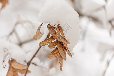 雪下的树枝 雪下的花籽种子森林枫树季节分支机构树林天气积雪树木图片