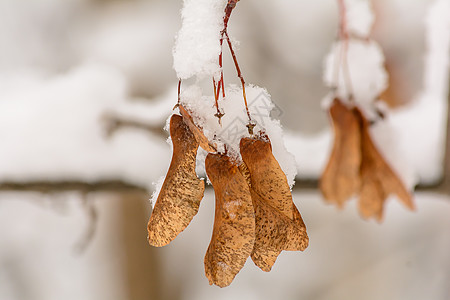 雪下的树枝 雪下的花籽森林树林种子分支机构枫树树木季节积雪天气图片