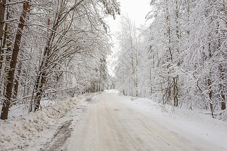 冬季道路 树木 雪日树林天气分支机构云杉积雪阳光季节森林松树图片