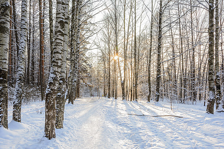 森林 格罗夫 树木 雪日的冬季之路太阳云杉滑雪者树林季节滑雪天空阴天积雪桦木图片