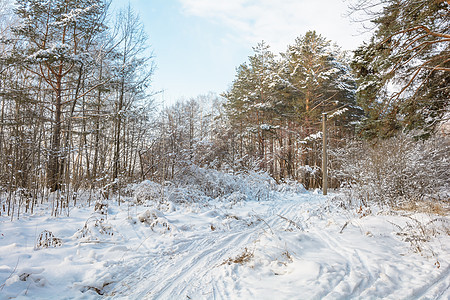 森林 格罗夫 树木 雪日的冬季之路小路晴天阳光天气松树季节天空积雪滑雪阴天图片