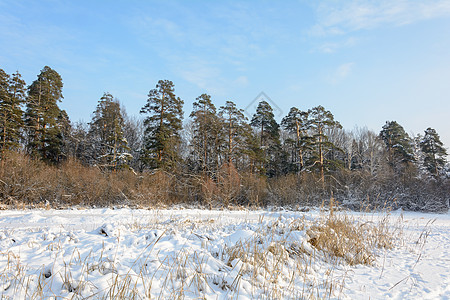 冬季森林 格罗夫 雪中的树天空阳光松树树林阴天晴天积雪云杉树木太阳图片