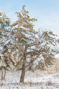 冬季森林 格罗夫 雪中的树太阳季节阳光树木积雪天空晴天天气阴天松树图片