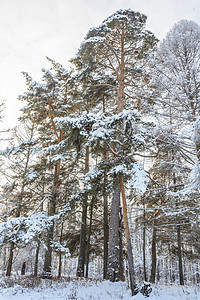 冬季森林 格罗夫 雪中的树天空晴天积雪分支机构松树季节阳光树林云杉阴天图片