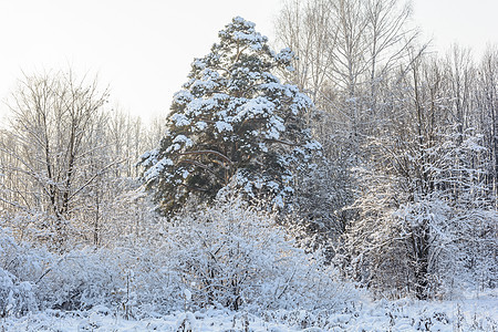 冬季森林 格罗夫 雪中的树树林天空太阳云杉阳光松树晴天树木积雪阴天图片