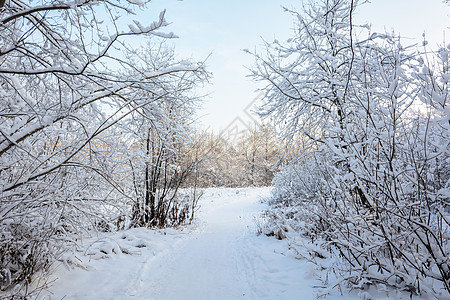 森林 格罗夫 树木 雪日的冬季之路云杉阳光晴天太阳天气阴天季节桦木松树小路背景图片