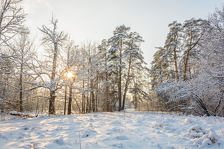 森林 格罗夫 树木 雪日的冬季之路积雪天空树林云杉太阳晴天助行器分支机构松树阳光背景图片