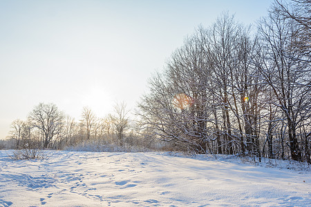 冬季森林 格罗夫 雪中的树晴天季节松树积雪天气阳光分支机构树林太阳云杉图片