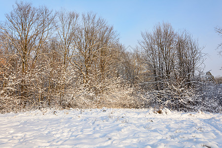 森林 格罗夫 树木 雪日的冬季之路松树天气太阳分支机构桦木树林晴天天空小路云杉背景图片