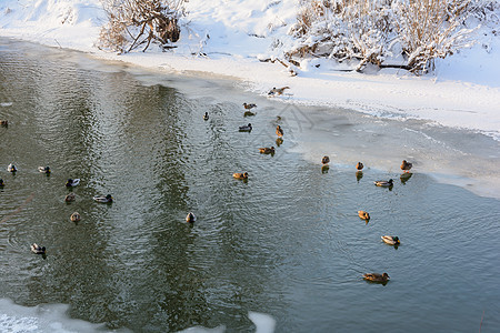 冬季森林 格罗夫 雪中树林 冷冻河天气阴天太阳分支机构支撑阳光积雪天空过冬鸭子图片