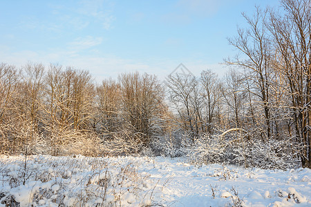 冬季森林 格罗夫 雪中的树天气小路积雪树林阳光天空树木季节晴天阴天图片