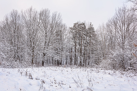 冬季森林 格罗夫 雪中的树晴天积雪阳光树林季节太阳阴天小路树木云杉图片