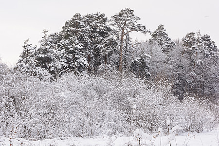 冬季森林 格罗夫 雪中的树天气季节树林晴天阴天树木太阳天空积雪云杉图片