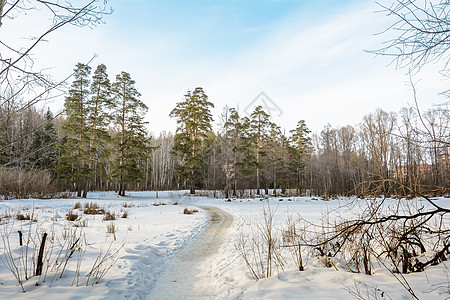 森林 格罗夫 树木 雪日的冬季之路分支机构阳光助行器滑雪者松树晴天小路天空季节滑雪背景图片