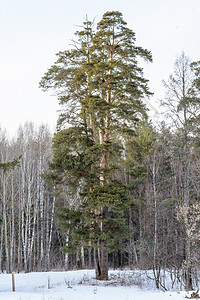 冬季森林 格罗夫 雪中的树天空晴天阳光树林太阳天气树木阴天积雪云杉图片