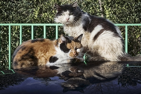 阳光明媚的一天 两只猫在车顶屋顶上图片