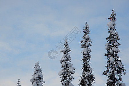 树上覆盖着无霜和雪童话场景蓝色旅行公园森林晴天天空季节天气背景图片