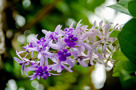 模糊背景上的紫色和白色兰花的紧闭花瓣粉色荒野叶子花束绿色植物群花园热带美丽图片