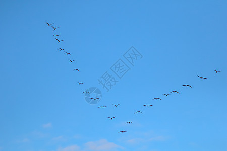 一群迁徙鸟对着蓝天飞来飞去起重机移民团队组织航班荒野多云编队蓝色翅膀图片