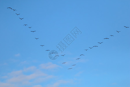 一群迁徙鸟对着蓝天飞来飞去多云编队组织航班荒野翅膀团队天空动物旅行图片